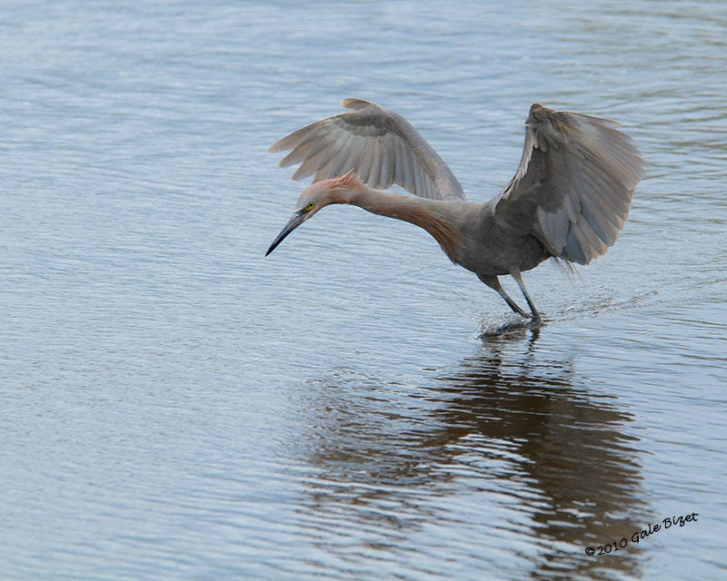 Reddish Egret nt.3977.jpg