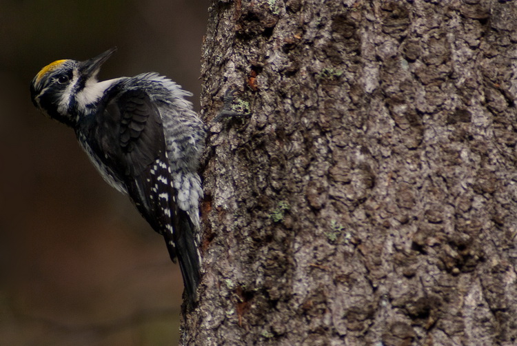 Picoides tridactylus / Tretig hackspett