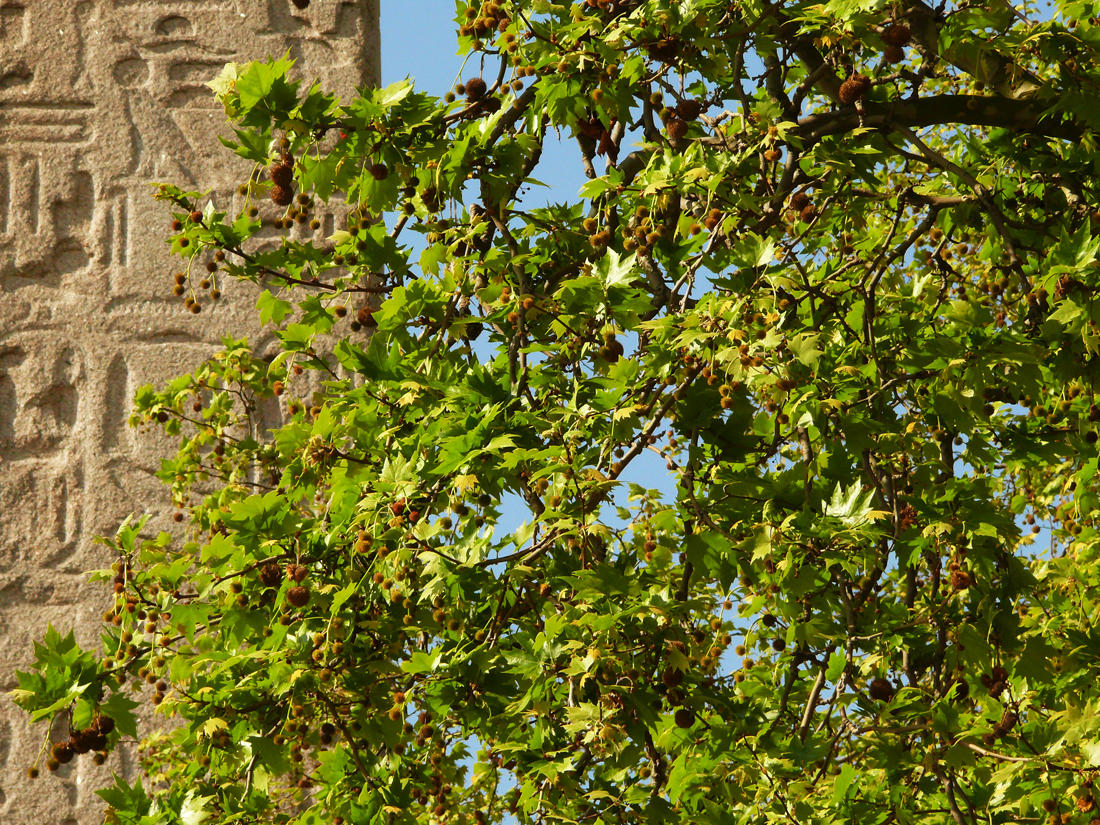 Cleopatra Needle web.jpg