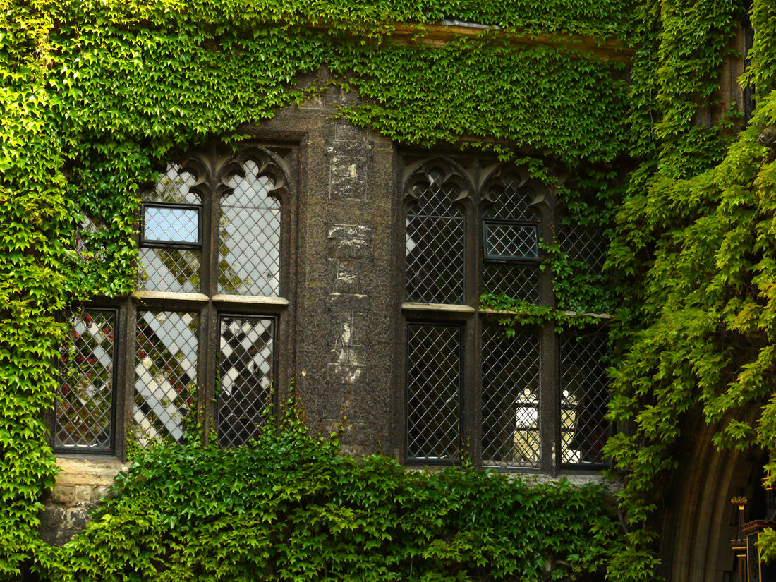 Ivy Westminster web.jpg