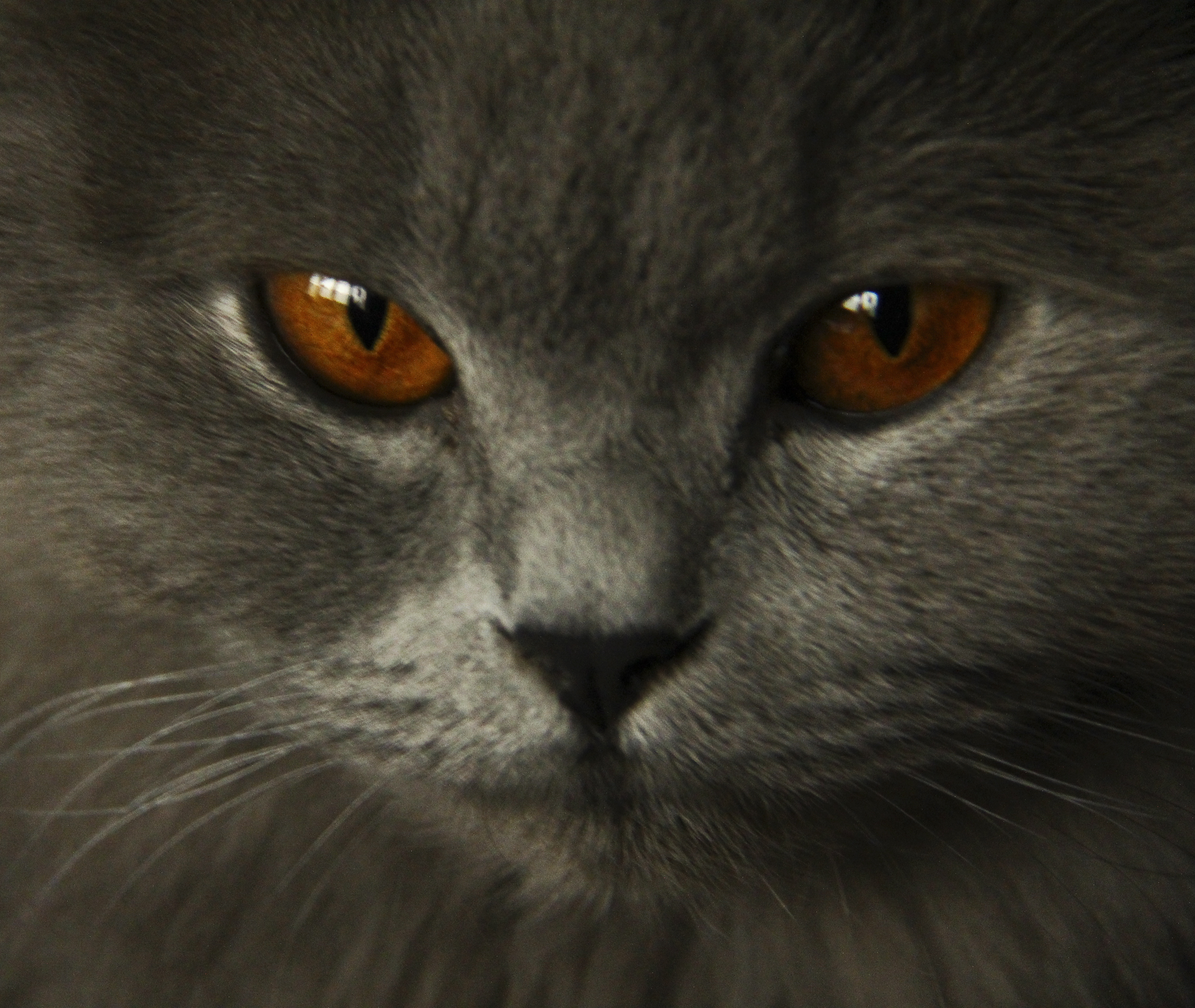 Figaro eyes web.jpg