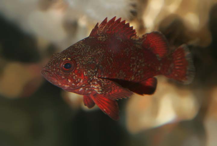 Rockfishes