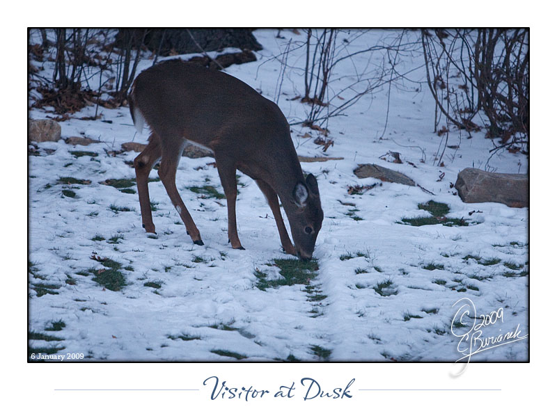 6 - 2009Jan06 Visitor at Dusk 24275