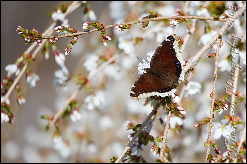 2009Apr19 Mourning Cloak Butterfly 3214