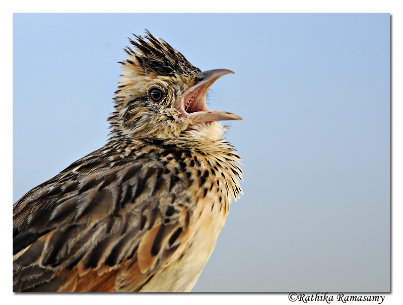 Crested Lark_DD32518