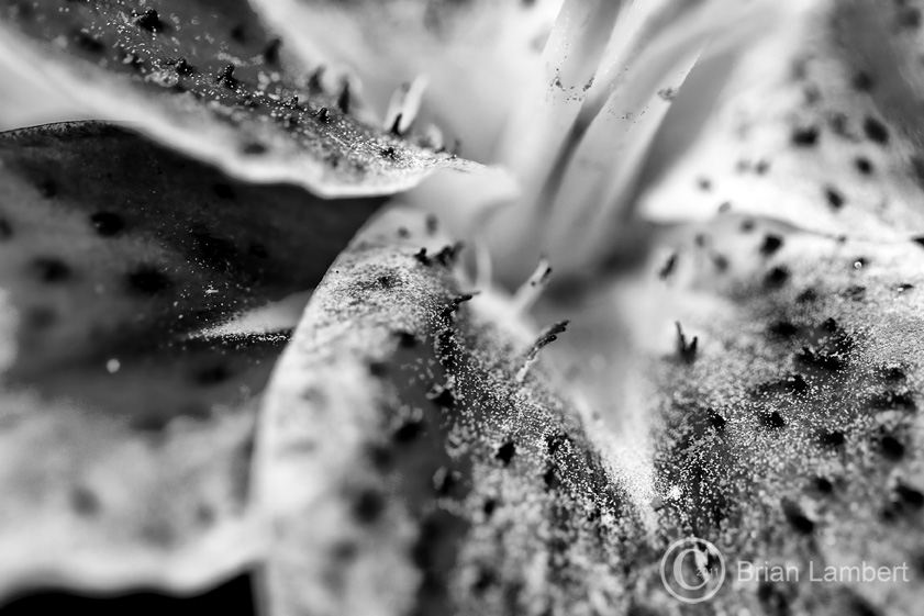 IMG_1278 Orchid