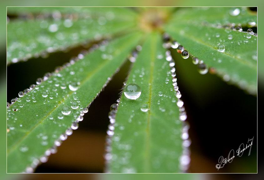 IMG_1492  Lupin leaf