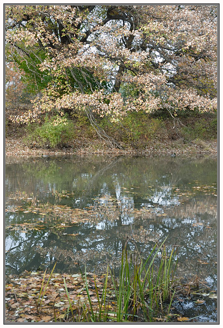 Dry Leaves of Autumn