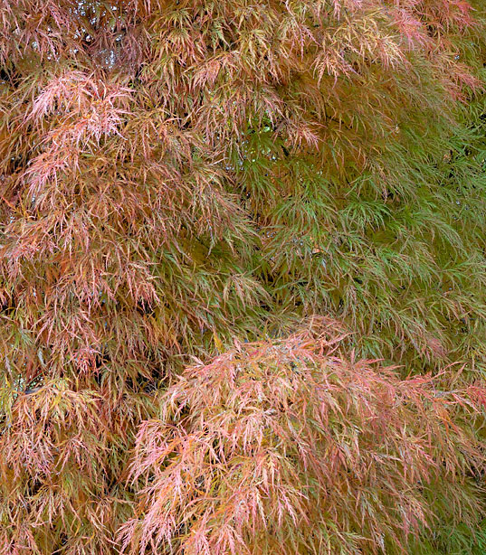 Fall Foliage