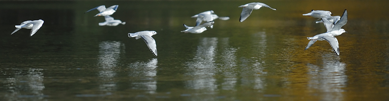 Gull Tapestry