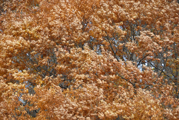 Wind in Tree