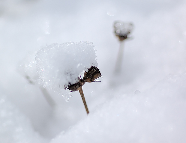 snow