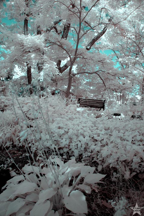 In the Light of the Trees