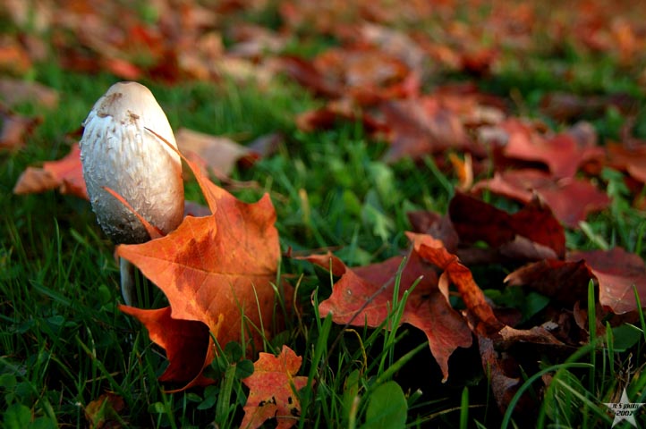 Mushroom