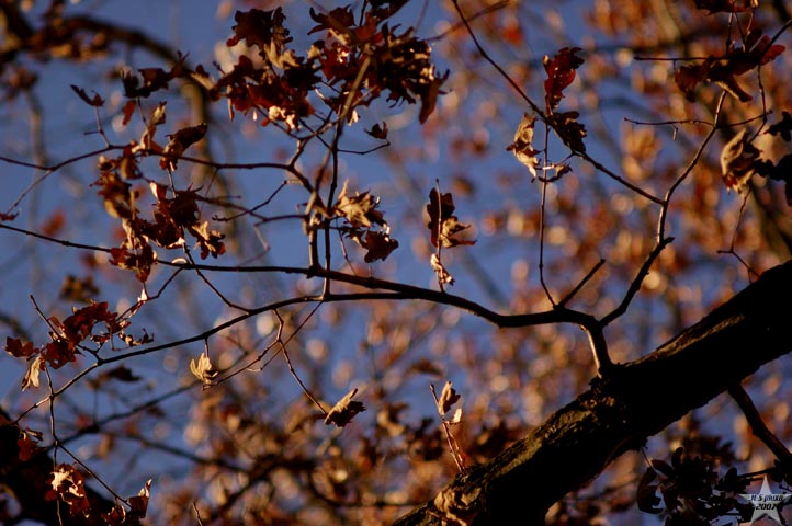 Depth of Leaves