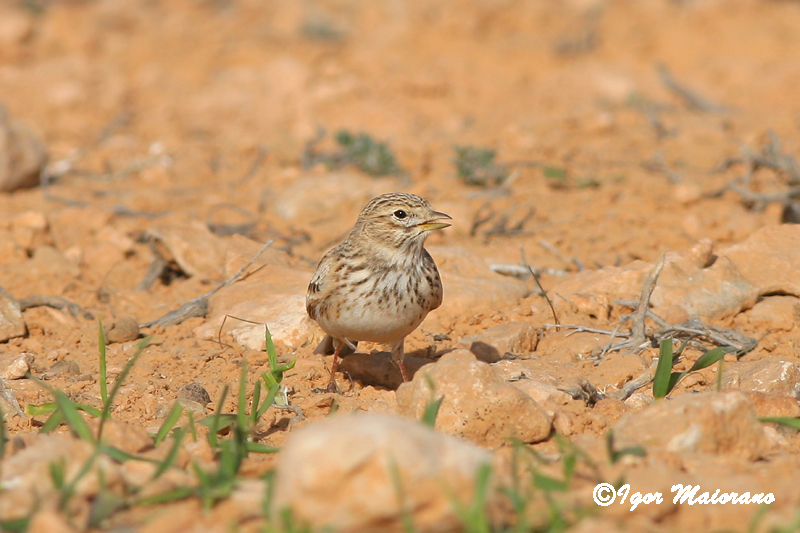 Calandrina (Calandrella rufescens - Lesser Short-toed Lark)