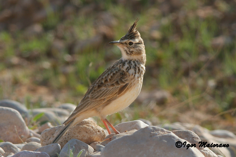 Cappellaccia (Galerida cristata - Crested lark)