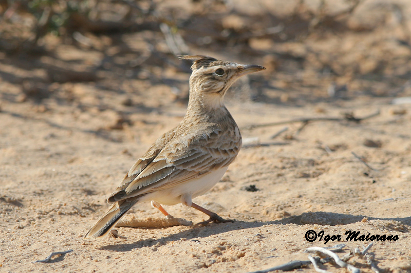 Cappellaccia beccolungo (Galerida macrorhyncha - Maghreb Lark)