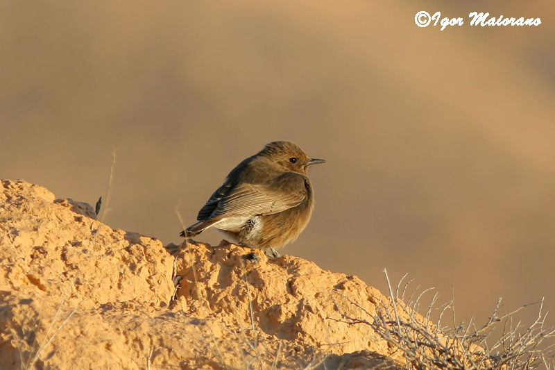 Monachella nera (Oenanthe leucura - Black Wheatear)