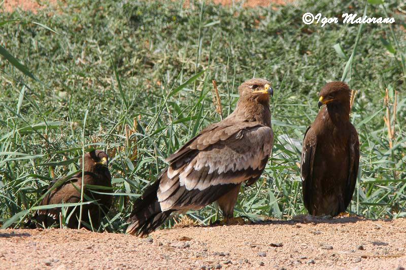 Aquila delle steppe e anatraie minori (Aquila nipalensis - Steppe Eagle)