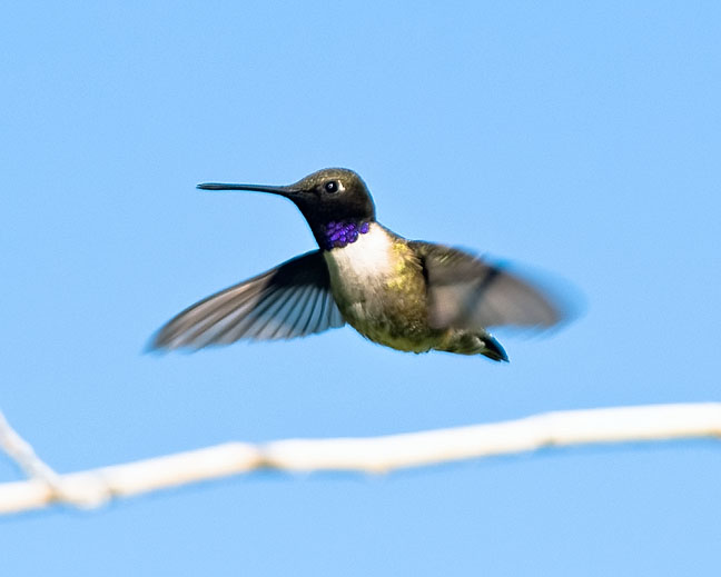 Black-chinned Hummingbird