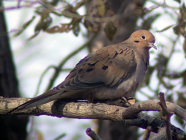 Mourning Dove