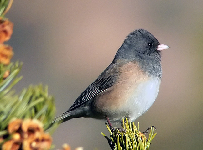 Dark-eyed Junco