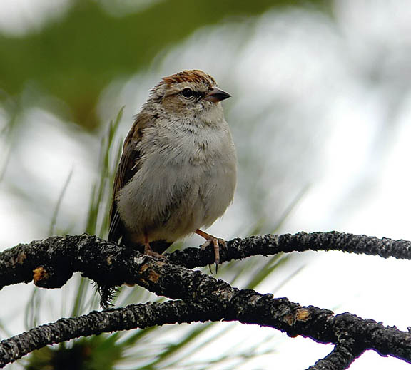 Chipping Sparrow