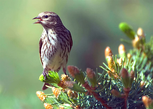 Pine Siskin