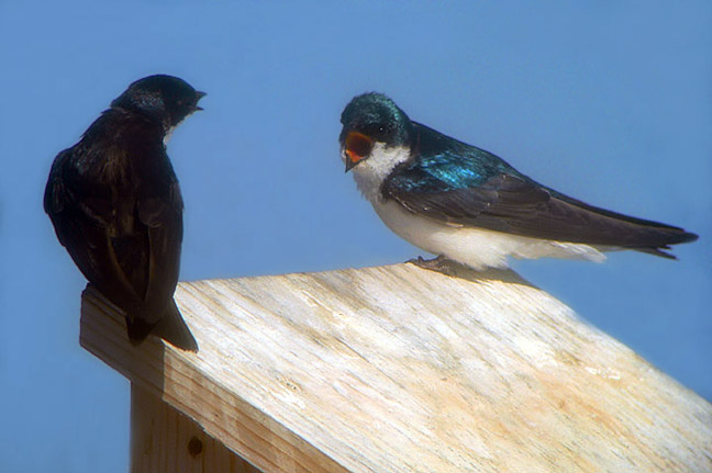 Tree Swallow