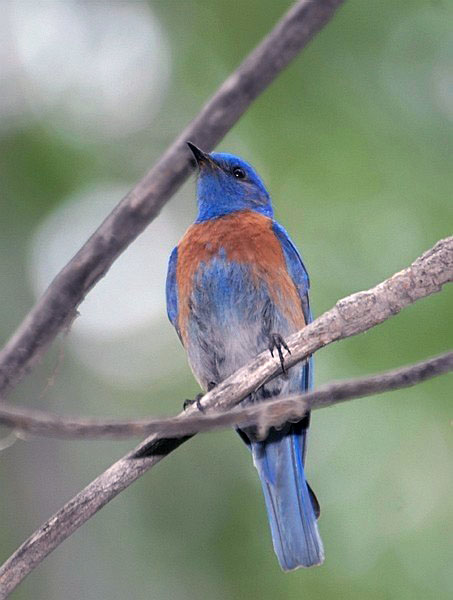 Western Bluebird