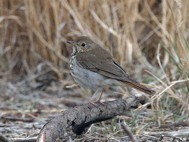 Hermit Thrush