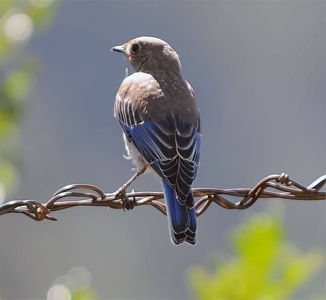 Mountain Bluebird