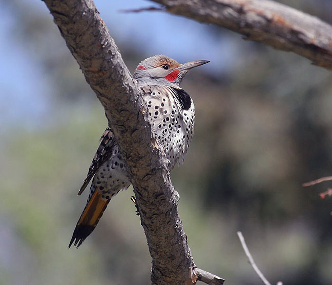 Northern Flicker