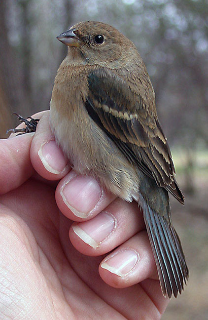 Lazuli Bunting