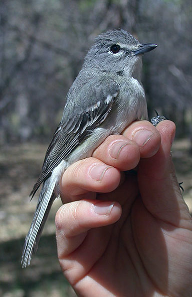 Plumbeous Vireo