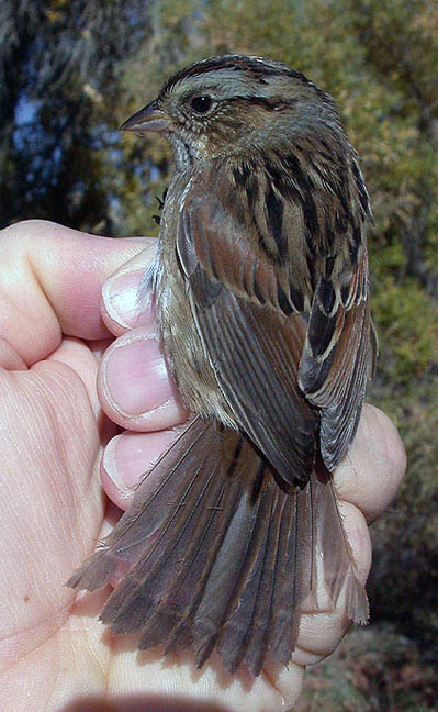 Swamp Sparrow