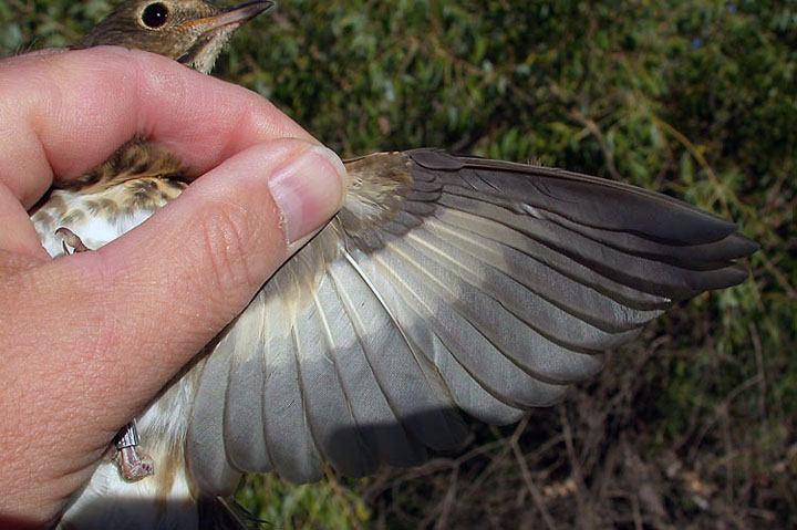 Swainsons Thrush