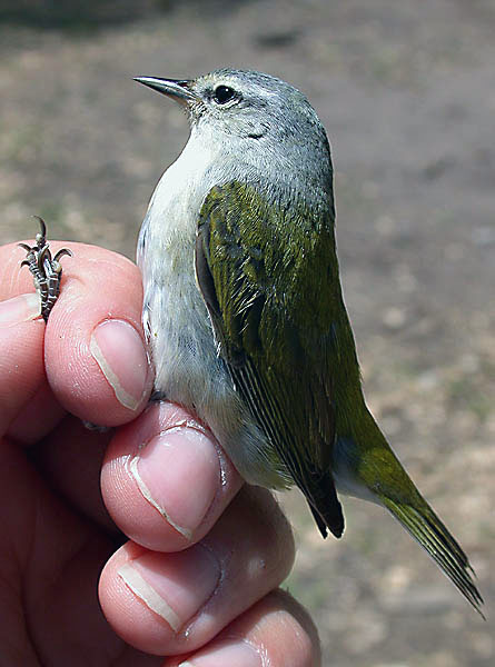 Tennessee Warbler