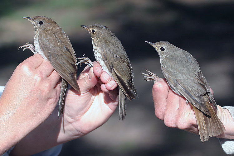 Veery, Swainsons Thrush & Hermit Thrush