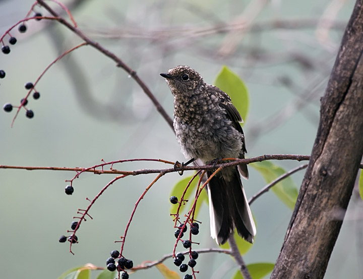 Townsends Solitaire