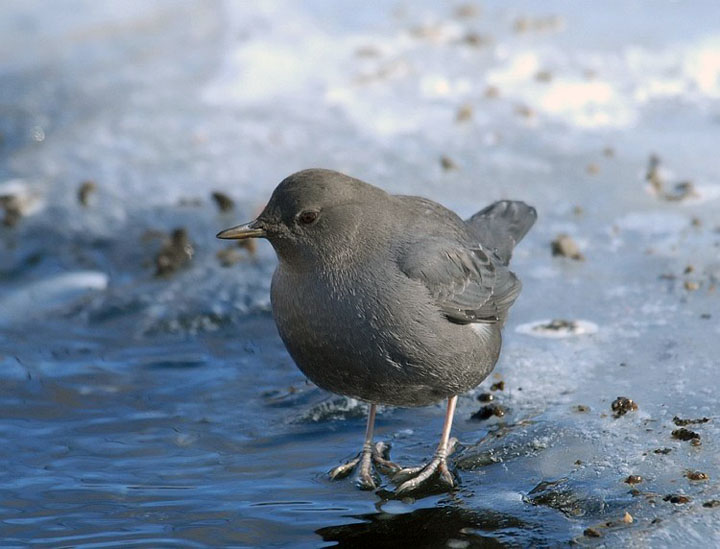 American Dipper