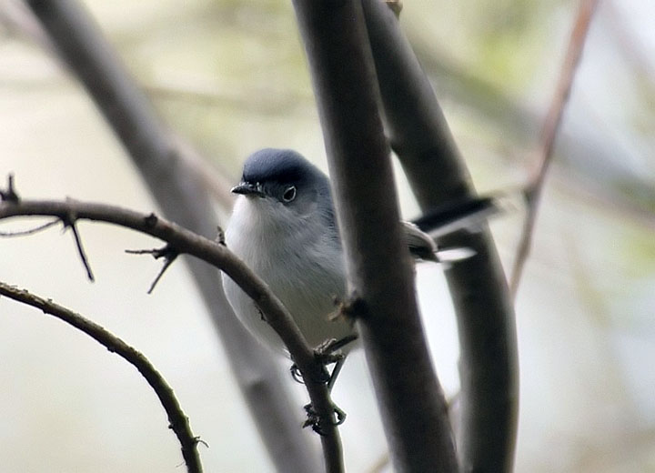 Blue-gray Gnatcatcher