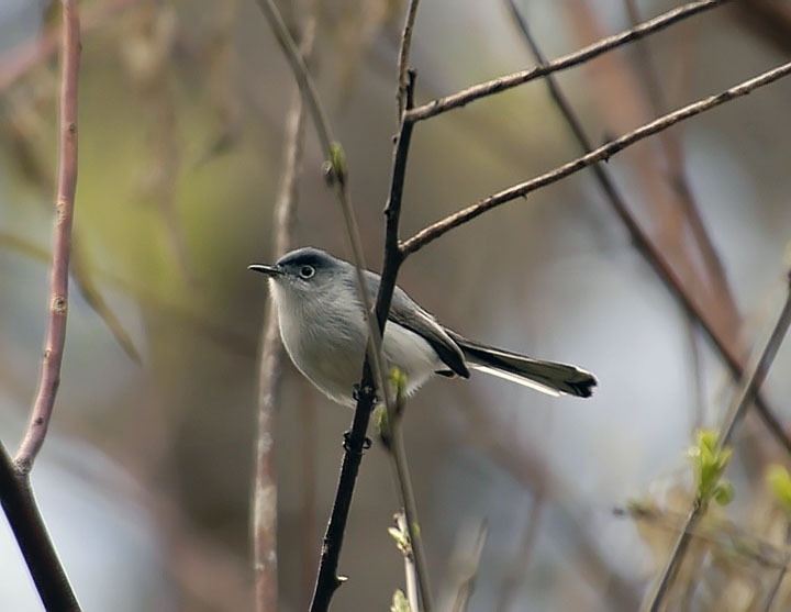 Blue-gray Gnatcatcher