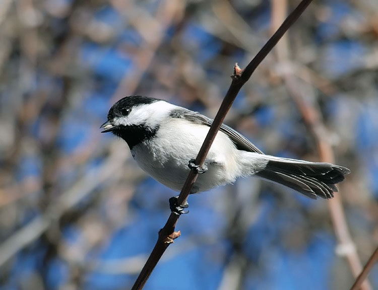 Black-capped Chickadee