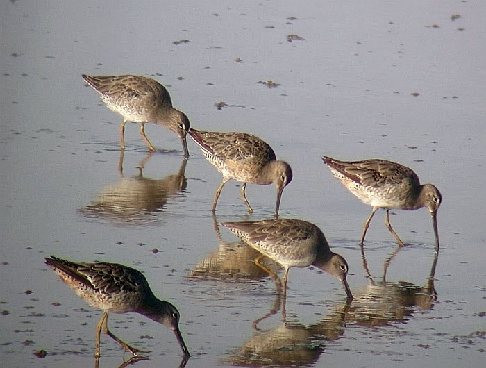 Long-billed Dowitcher