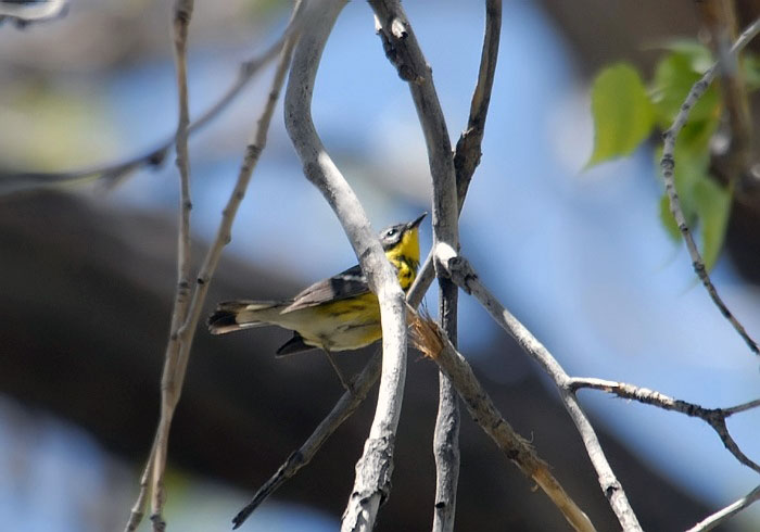 Magnolia Warbler