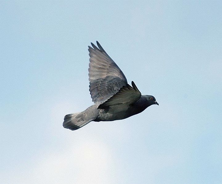Rock Pigeon