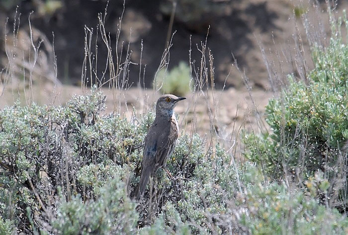 Sage Thrasher