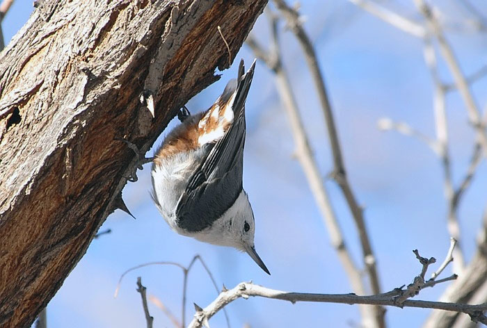 White-breasted Nuthatch